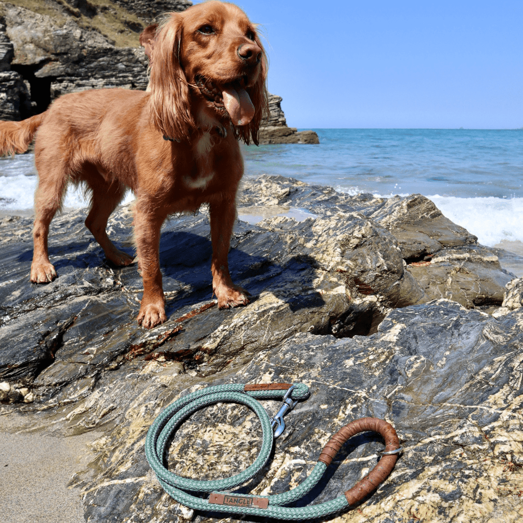 Recycled Fishing Net Dog Lead - Sustainable Choice for Eco-Conscious Pet Owners